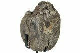 Fossil Hadrosaur Caudal Vertebra w/ Metal Stand - Texas #250283-1